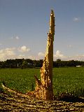 Sturm Wassserkrug (Thomas S�vert)
