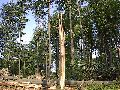 Tornado Barntrup