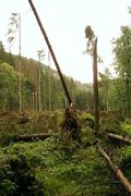 Sturmsch�den Odenwald (Felix Welzenbach)
