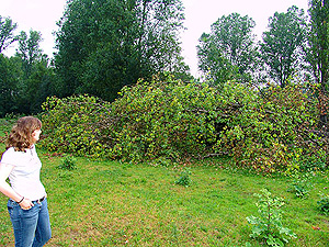 Tornadoschaden