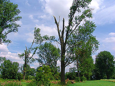 Tornadoschaden