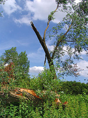 Tornadoschaden