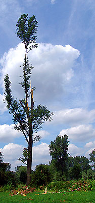 Tornadoschaden